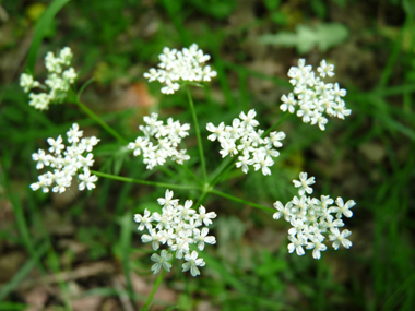 Fleurs blanches groupées en ombelles comportant de 7 à 12 rayons. Agrandir dans une nouvelle fenêtre (ou onglet)